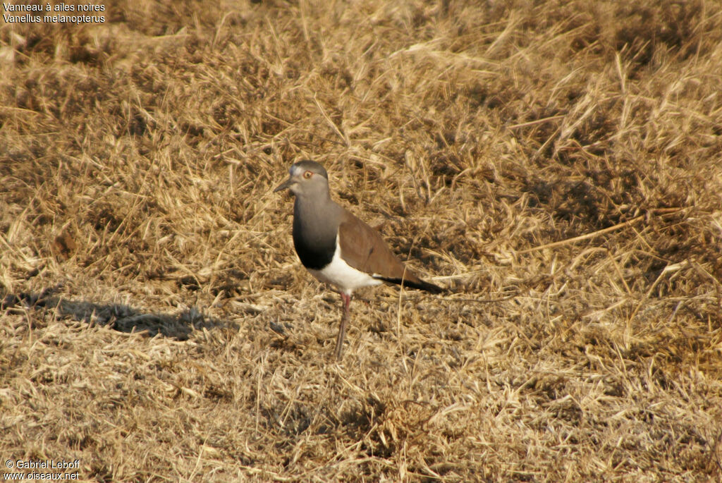 Vanneau à ailes noires