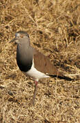 Black-winged Lapwing