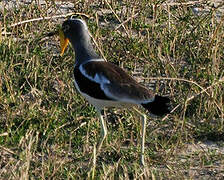 White-crowned Lapwing