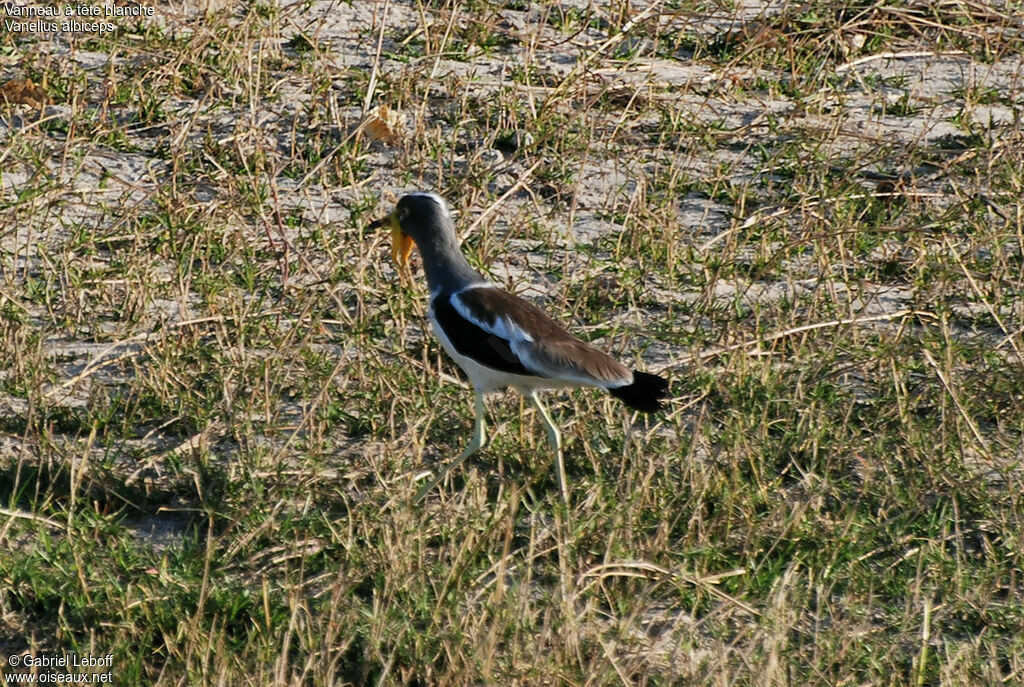 White-crowned Lapwing