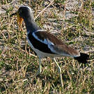 Vanneau à tête blanche