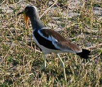 White-crowned Lapwing