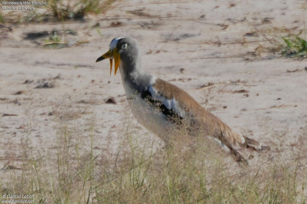 White-crowned Lapwing