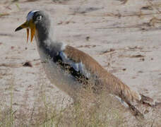 White-crowned Lapwing