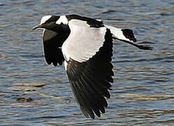 Blacksmith Lapwing