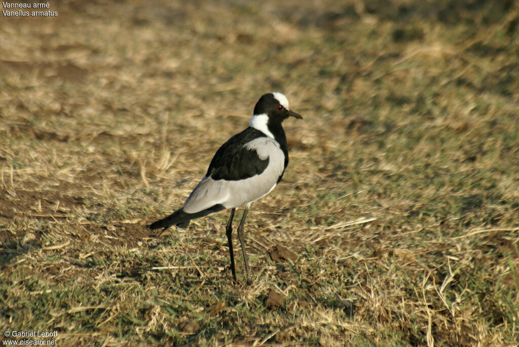 Vanneau armé