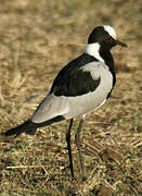 Blacksmith Lapwing