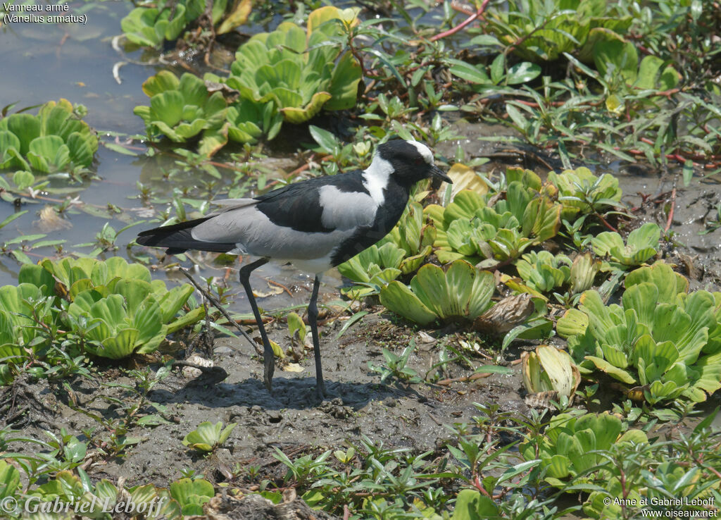 Blacksmith Lapwing