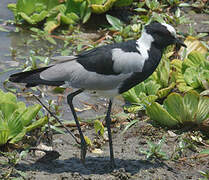 Blacksmith Lapwing