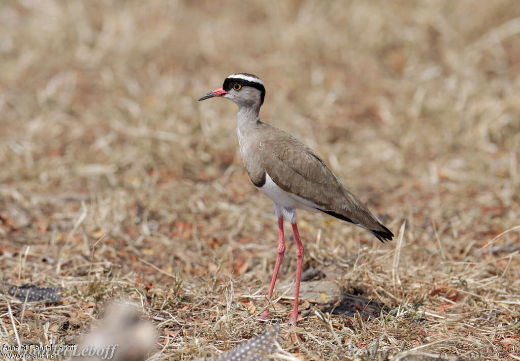 Vanneau couronnéadulte, identification