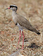 Crowned Lapwing