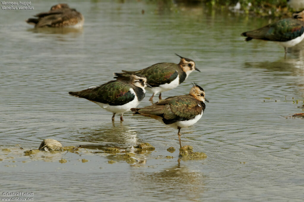 Northern Lapwing