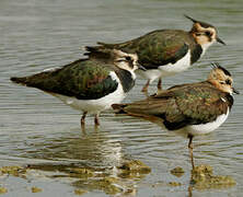 Northern Lapwing