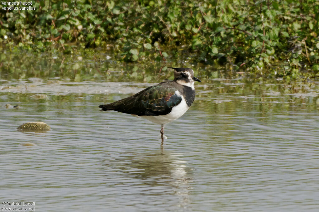 Northern Lapwing