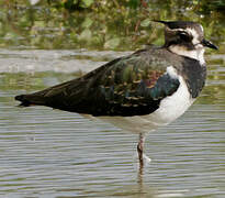 Northern Lapwing