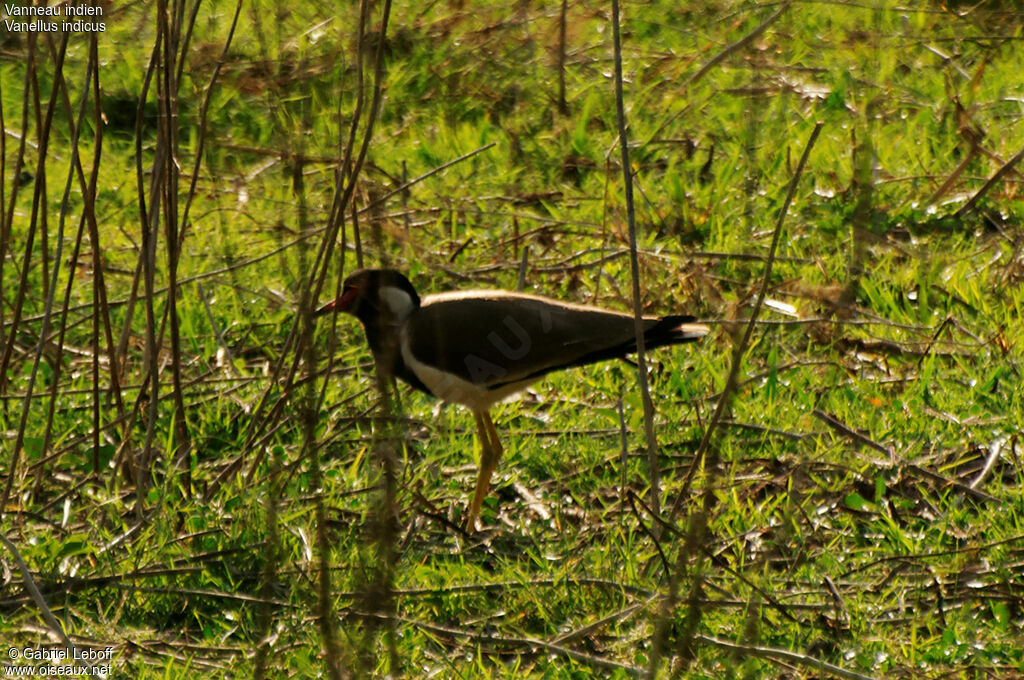 Red-wattled Lapwing