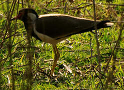 Red-wattled Lapwing