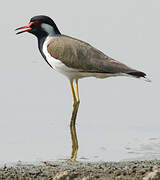 Red-wattled Lapwing