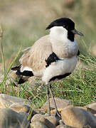 River Lapwing