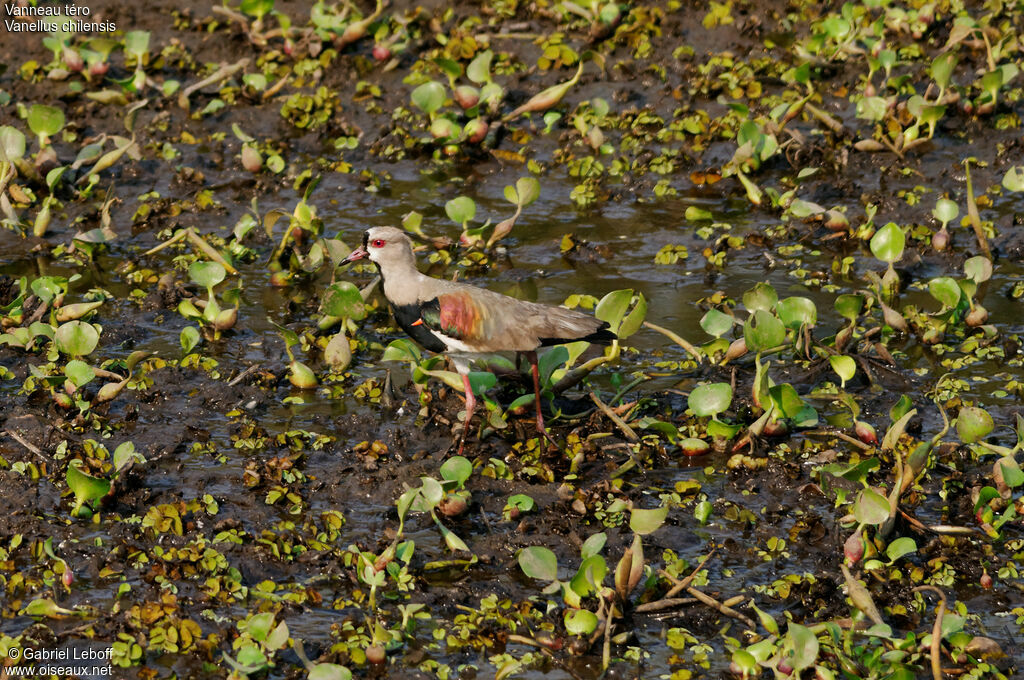 Southern Lapwing