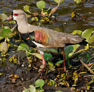 Southern Lapwing