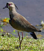 Southern Lapwing