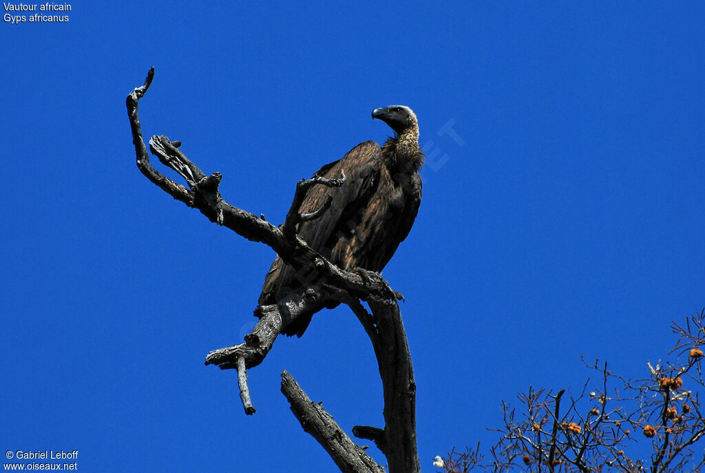 White-backed Vulture