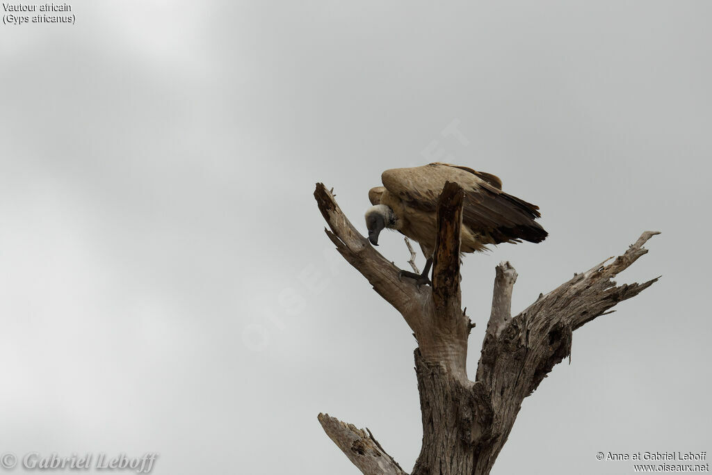 Vautour africain