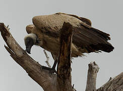 White-backed Vulture