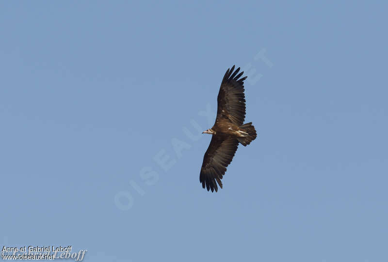 Hooded Vultureimmature, Flight