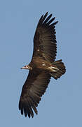 Hooded Vulture