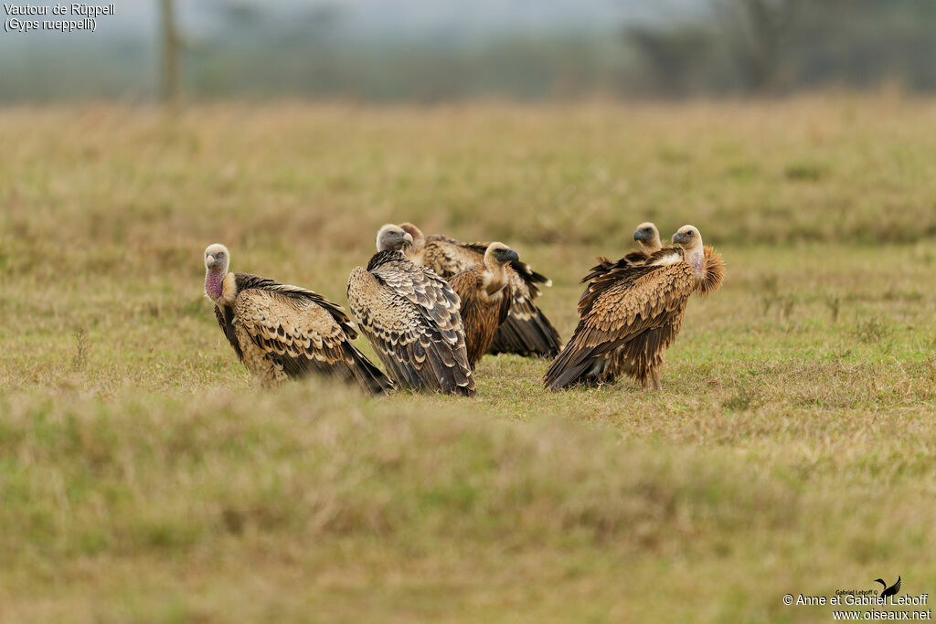 Rüppell's Vulture