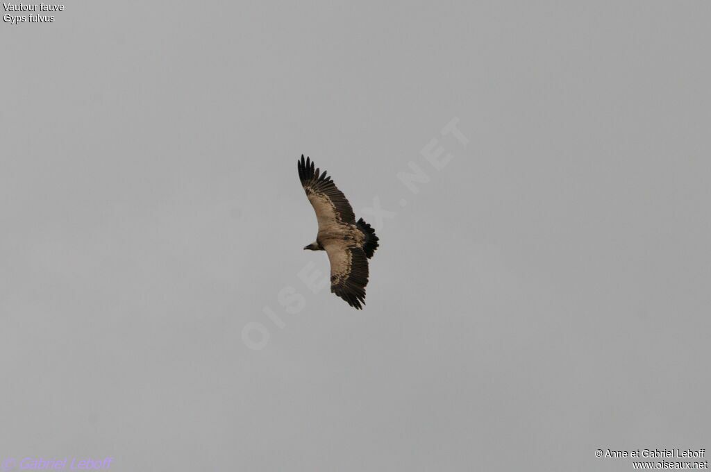 Griffon Vulture