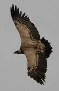 Griffon Vulture