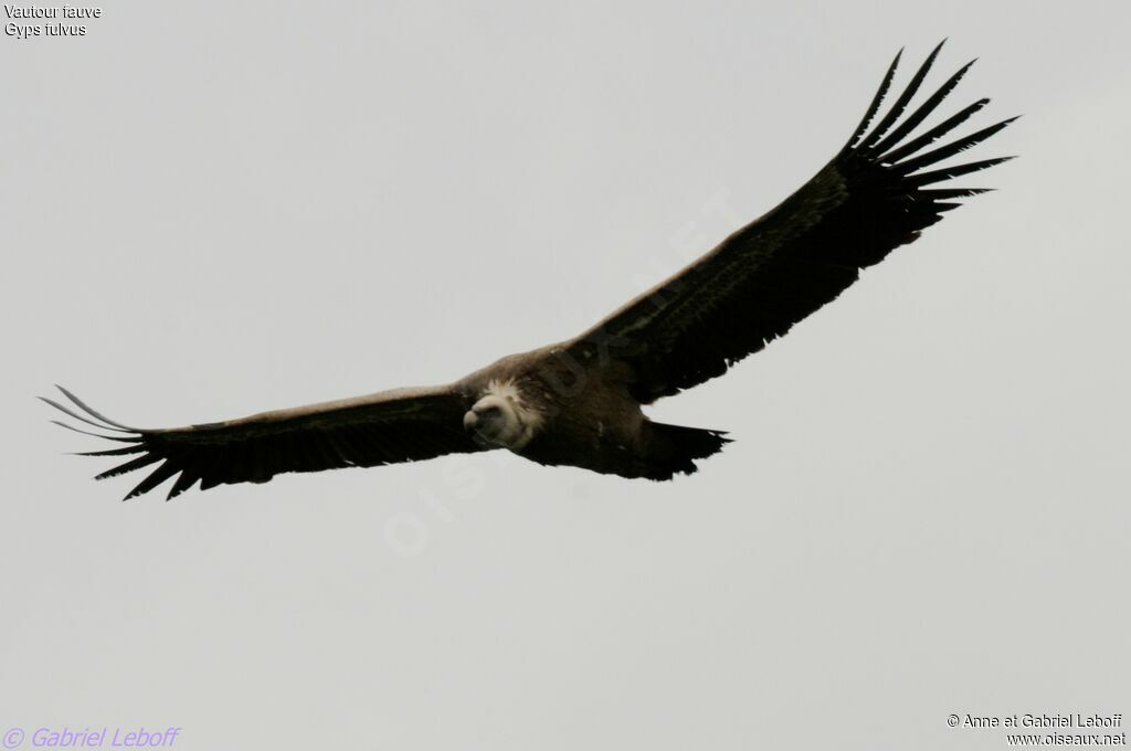 Vautour fauve