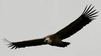 Griffon Vulture