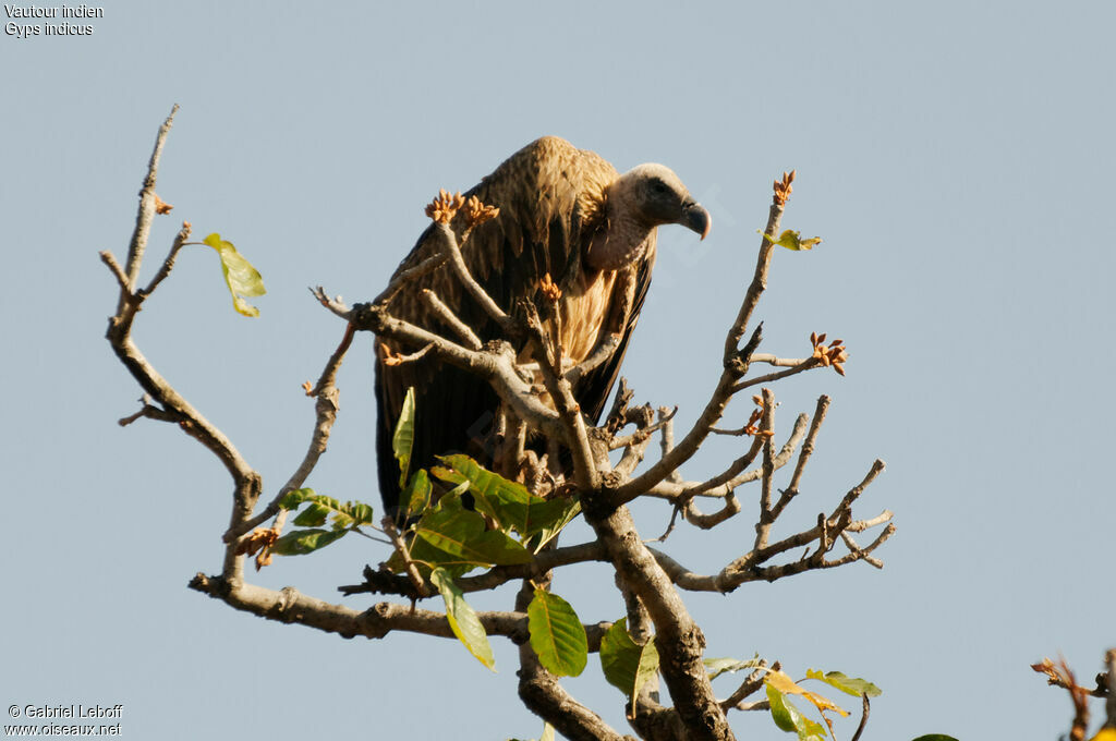 Vautour indienjuvénile