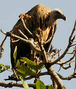 Indian Vulture