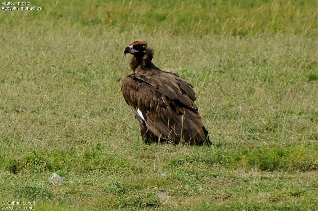 Vautour moine