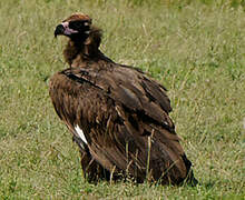 Cinereous Vulture