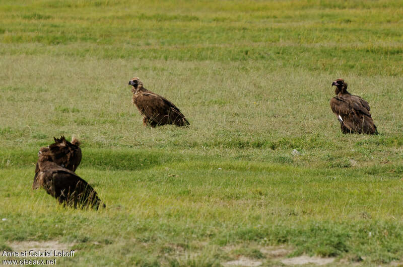 Cinereous Vulture, habitat