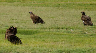 Cinereous Vulture