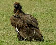 Cinereous Vulture