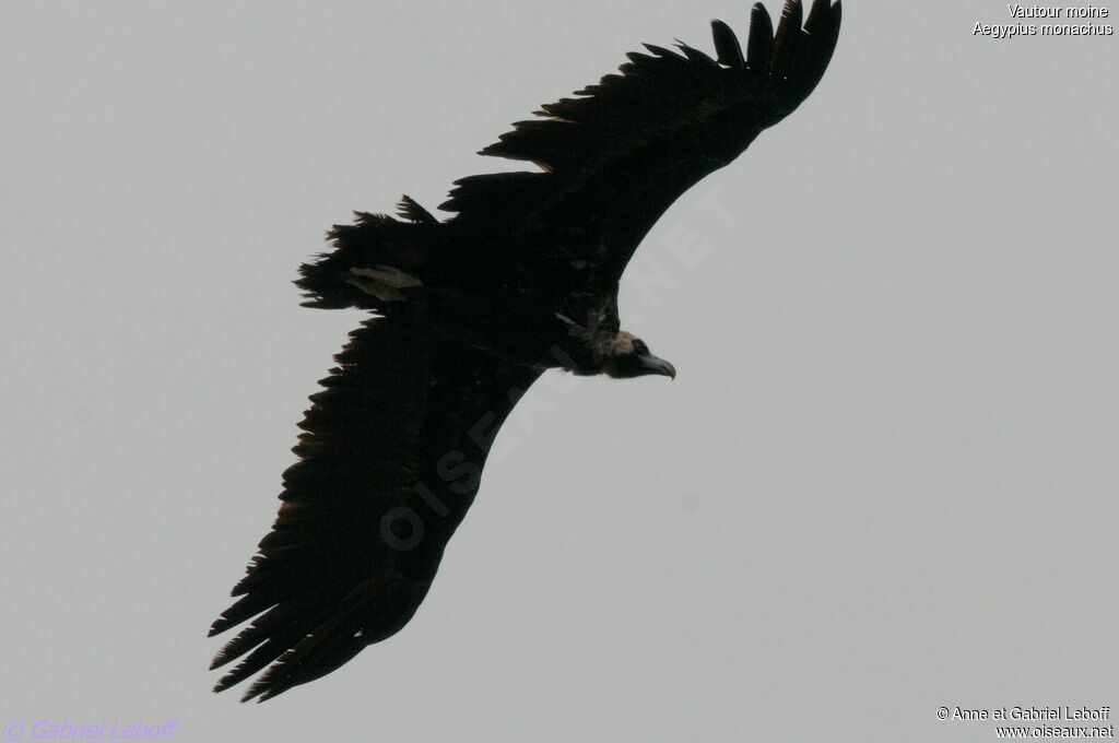 Cinereous Vulture