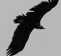 Cinereous Vulture