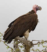 Lappet-faced Vulture