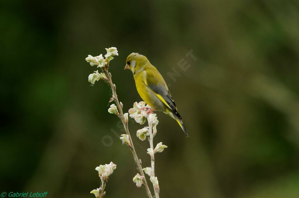 European Greenfinch male