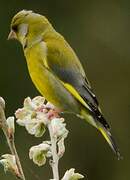 European Greenfinch