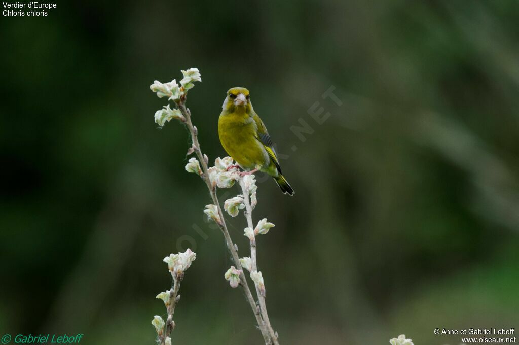 European Greenfinch male