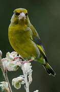 European Greenfinch